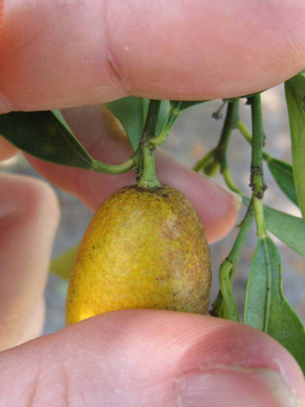              Fruit (Winter Haven, FL)       